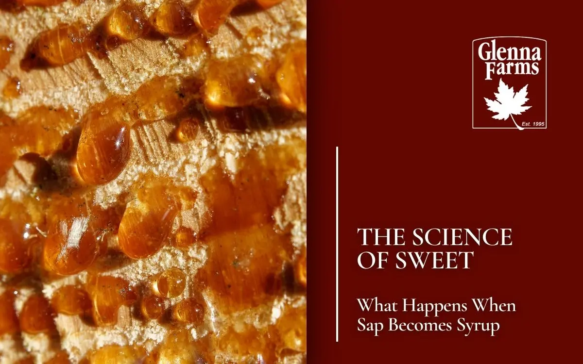 The Science of Sweet: What Happens When Sap Becomes Syrup